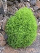 Kochía scoparia